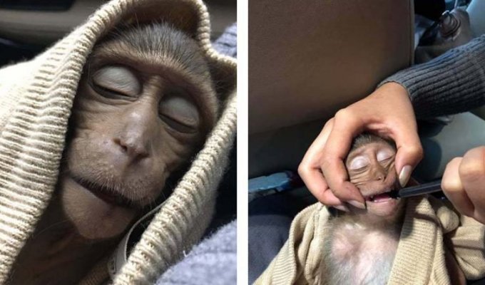 В Таиланде обезьянка уснула на 10 часов после того, как выпила немного кофе (6 фото)