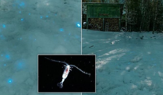 В России замечен светящийся снег (7 фото)