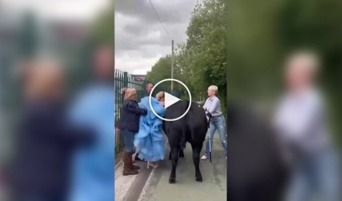 Школярка приїхала на випускну на корові