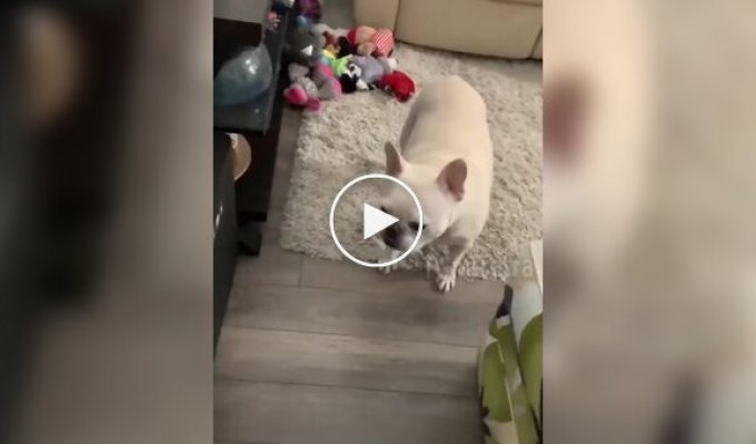 Dogs suddenly changed their minds about walking