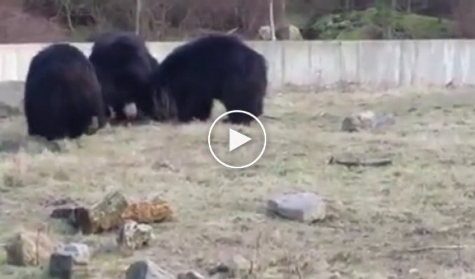 Медведи тоже любят играть с воздушными шариками