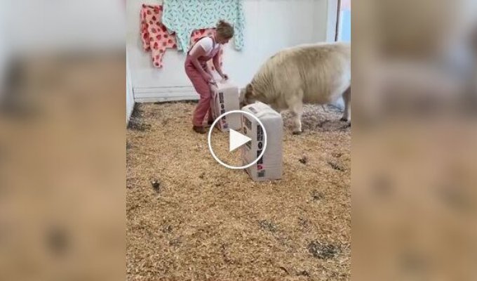 Счастливые телята: когда жизнь лучше, чем у людей