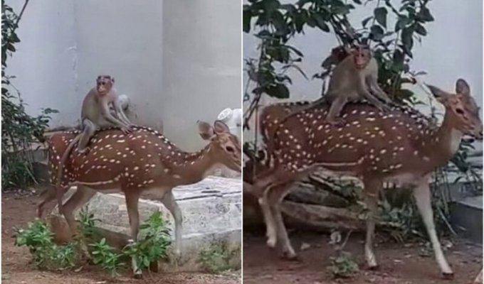 Индийские студенты засняли, как обезьяна катается на олене (4 фото + 1 видео)