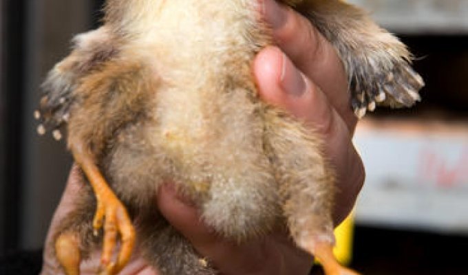 В Новой Зеландии родился четырехлапый цыпленок (6 фото)