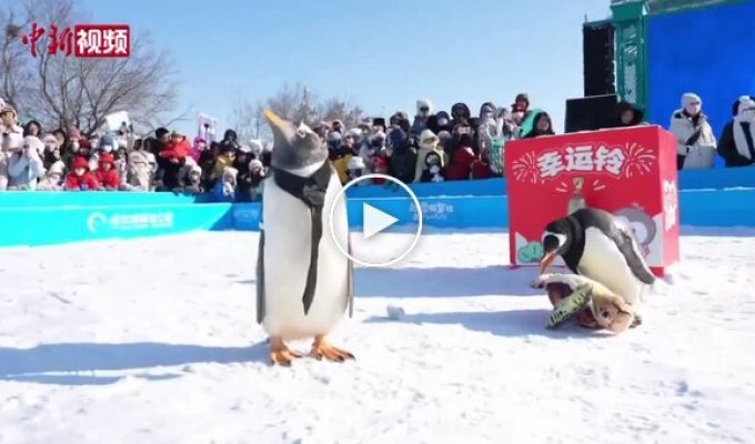 В китайском Харбине прошел ежегодный парад пингвинов
