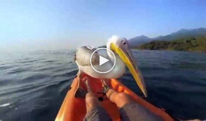 Житель Танзании научил осиротевшего пеликана ловить рыбу