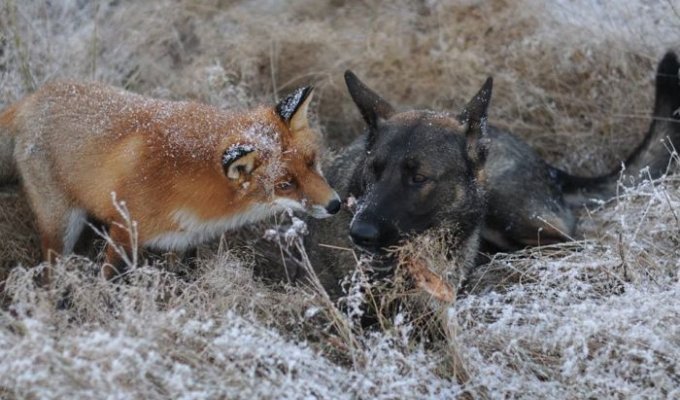 Необычные друзья: дикая лиса и собака (10 фото)