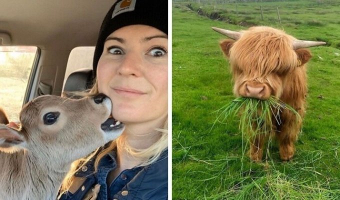 18 фотографий с коровами, которые своей милотой могут посоревноваться с котиками (19 фото)