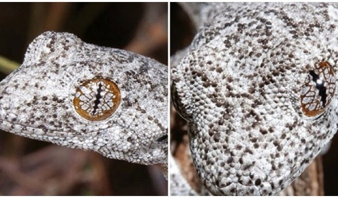 В Австралії знайшли новий вид геконів із космічними очима (5 фото)