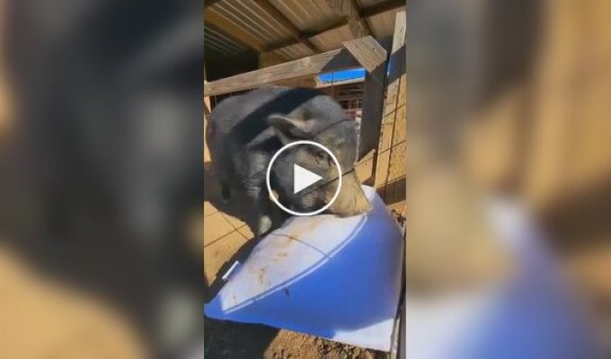 Нашел счастье: домашний кабанчик стал мегазвездой из-за реакции на подарок хозяйки