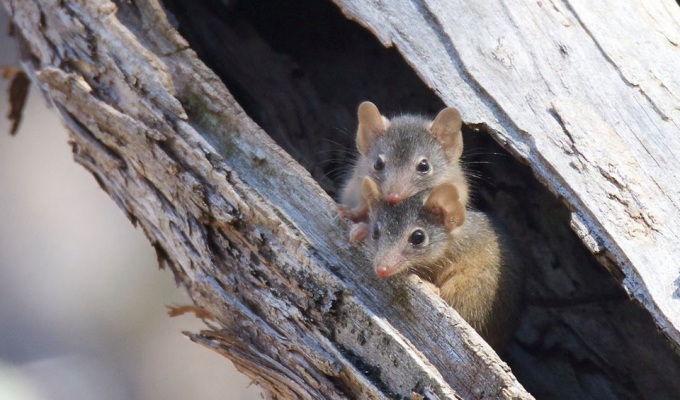 Самців сумчастих мишей вбиває шлюбний період (9 фото)