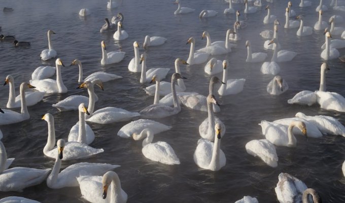 Заказник «Лебединый» на озере Светлом в Алтайском крае (25 фото)