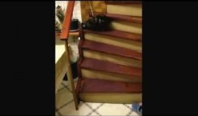 Кот поднимается по лестнице танцуя вальс
