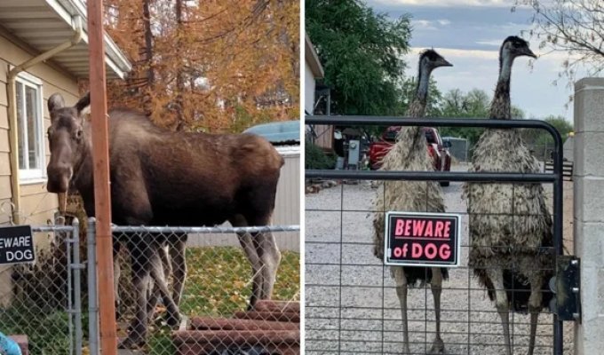 16 любопытных  и забавных случаев, когда надпись на табличке говорила одно,  а реальность показывала другое (18 фото)