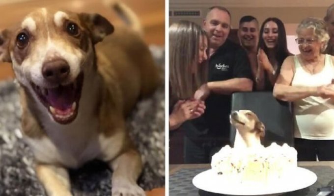 Хозяева отметили день рождения пса по-человечески (6 фото + 1 видео)