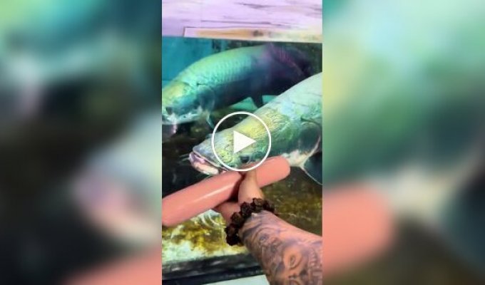 Арапайма: одна из самых крупных пресноводных рыб в мире