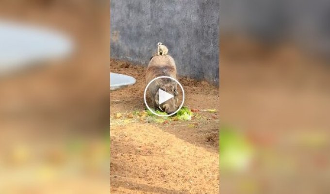 Тимона и Пумбу нашли в дубайском зоопарке