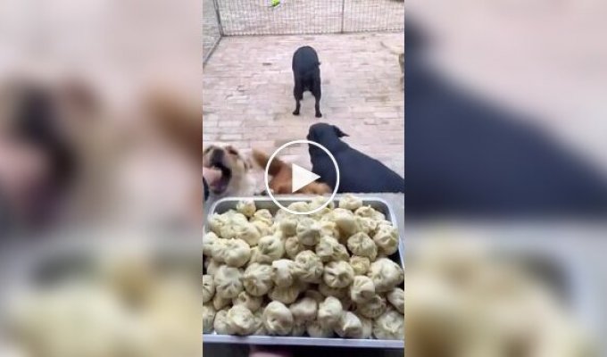 Собаки прийшли на сніданок