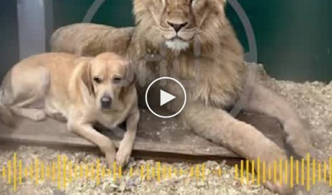 Собака стала приемной мамой льву и возглавила тигров в зоопарке Иркутска