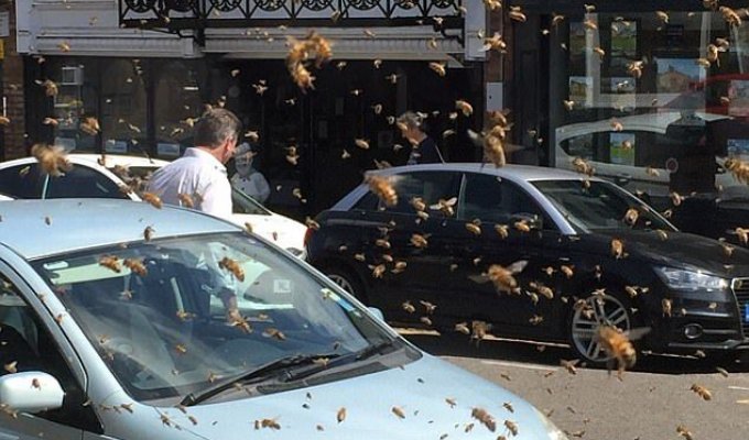 Нашествие пчел в небольшом британском городке (3 фото)