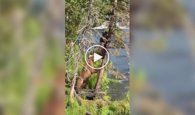 Maternal instinct in the wild