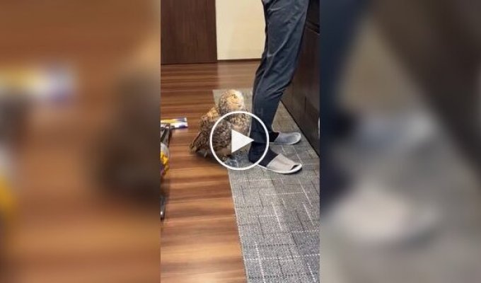 Недовольная, но культурная сова