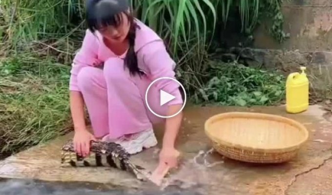 Пробовали ли вы когда-нибудь крокодила