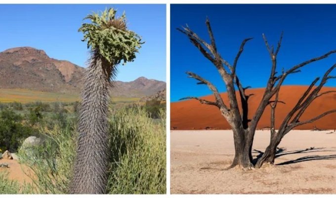 Strange and Amazing Plants of Namibia (15 photos)