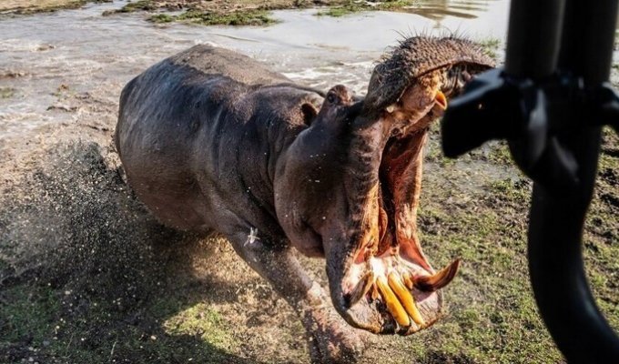 An angry hippo attacked a car with tourists (4 photos + 1 video)