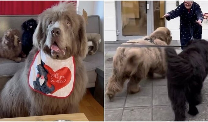 These pets are often mistaken for bears (6 photos + 1 video)