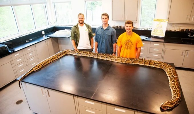 Бирманский питон: тысячи гигантских змей ломают природу США (7 фото)