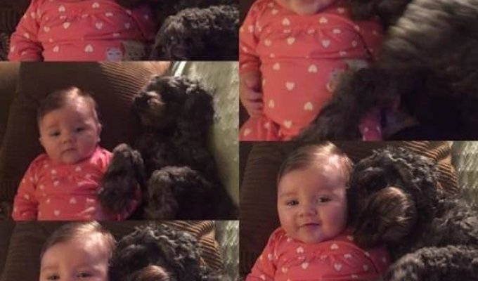 Собака врятував 8-місячну дівчинку ціною свого життя (5 фото + 1 відео)