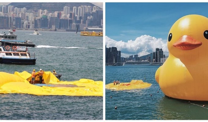 Гигантский желтый утенок в Гонконге сдулся на глазах у зрителей (3 фото + 1 видео)