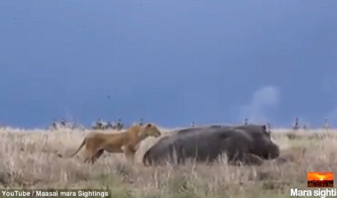 Голодная львица решила атаковать спящего бегемота и пожалела об этом (5 фото + 1 видео)
