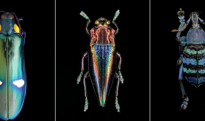 Энтомология: макро-портреты насекомых Francesco Bagnato (15 фото)