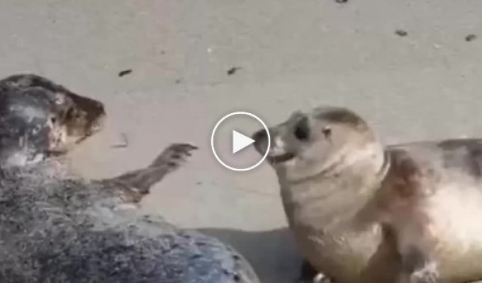 The cutest fight between two seals
