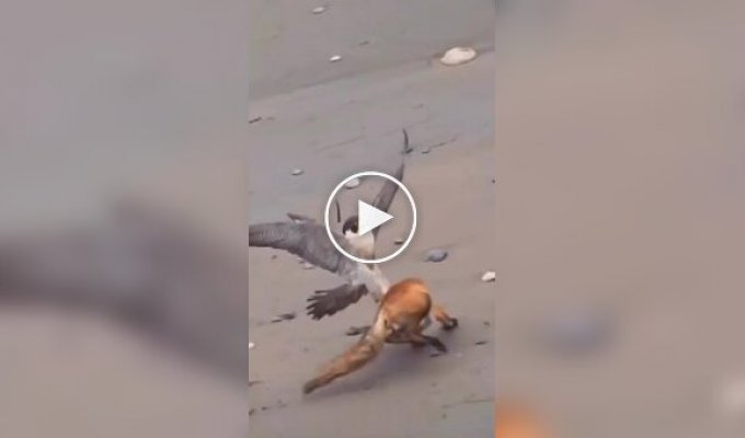 Необычная схватка: лиса сумела увернуться от сокола три раза подряд