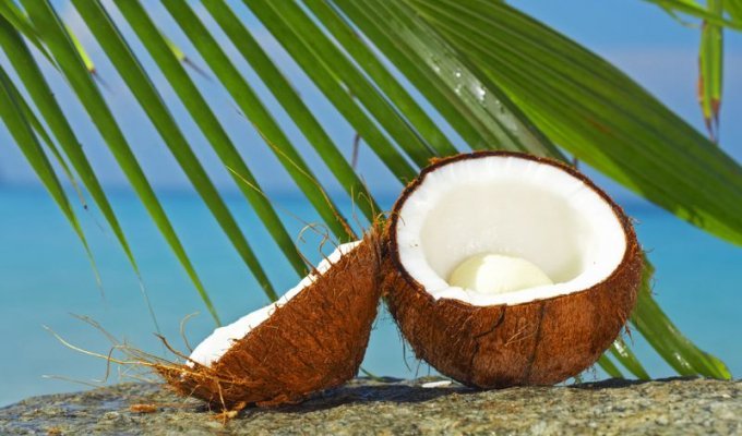 10 удивительных фактов о кокосах (10 фото)