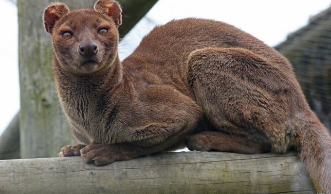 Fossa: the predator of Madagascar who fooled scientists for 200 years (8 photos)