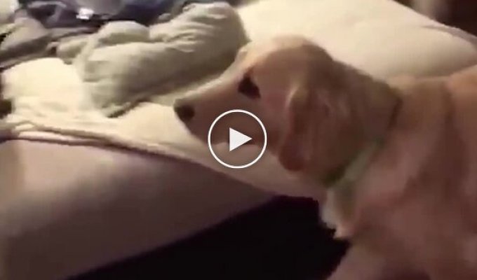 Мужчина надел костюм в виде любимой игрушки своего пса