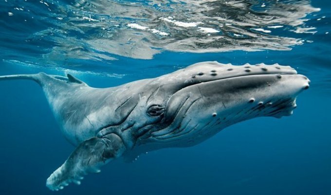 Почему горбатые киты приплывают в Доминикану и что общего у людей и китов? (2 фото)