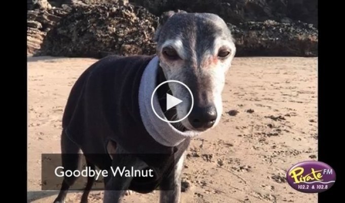 Прощальная прогулка с собакой по пляжу