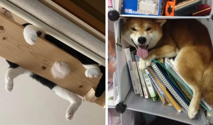 15 pets who found the perfect places to relax (16 photos)