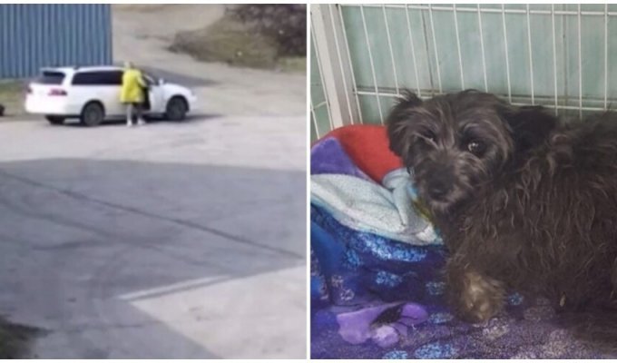 In Primorye, a woman threw a lame dog on the road (2 photos + 4 videos)