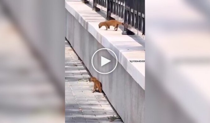 Куница помогает своему малышу: трогательный момент