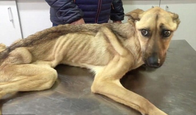 Невероятное восстановление истощённой собаки, которая даже не могла стоять (11 фото)