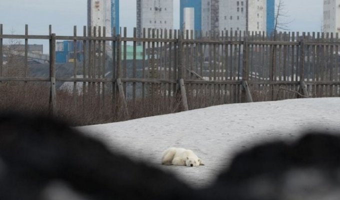 Истощенный белый медведь пришел погостить в Норильск. Людей не боится, гуляет среди машин и копается в мусоре (13 фото + видео)