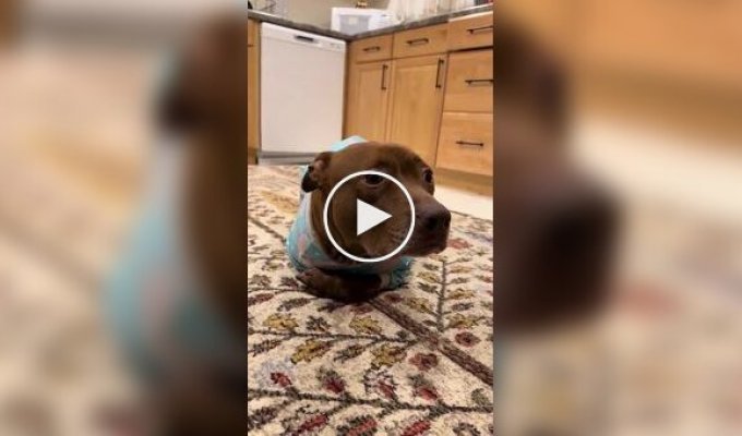 Собака выросла среди кошек