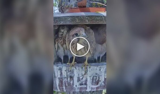 Зрелище не для слабонервных