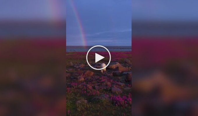 Белые медведи среди цветов